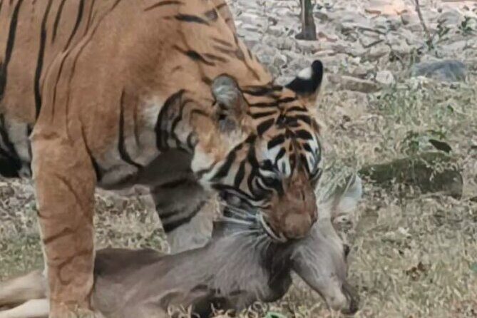 Full-Day Trip to Ranthambore National Park from Jaipur - Your Safari Window: Jeep or Canter Inside the Park