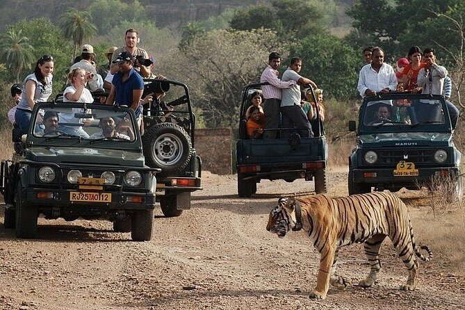 Full-Day Trip to Ranthambore National Park from Jaipur - Getting to Ranthambore: The 180 km Drive That Sets the Tone