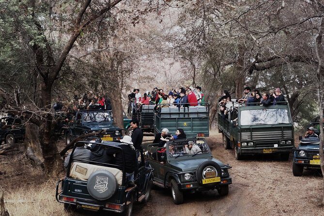 Full Day trip to Ranthambore tiger reserve from Jaipur Hotels - Afternoon Safari Setup: Open-Topped Vehicle and a Naturalist Guide