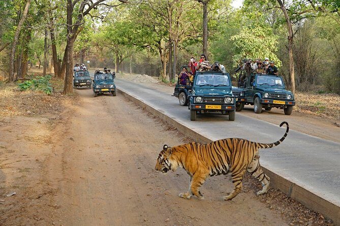 Full Day trip to Ranthambore tiger reserve from Jaipur Hotels - Stop-by-Stop Flow: Pickup, Airport Handoff, Safari Time, and the Return