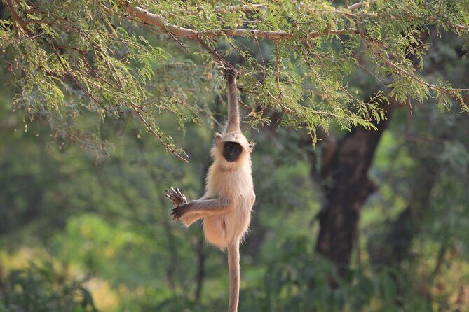 Golden Triangle & Ranthambore: 4-Day Private Tour from Delhi - Ranthambore safari: how the chance-at-tigers part really works