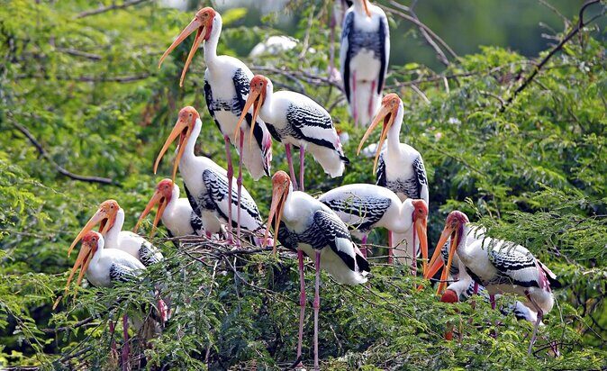 Guided Keoladeo Bird National Park Tour in Bharatpur from Jaipur - Key things I’d zero in on