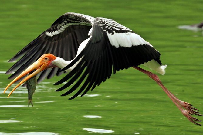 Guided Keoladeo Bird National Park Tour in Bharatpur from Jaipur - Entering Keoladeo: tickets, timing, and your guided “best spots” route