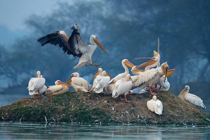 Guided Keoladeo Bird National Park Tour in Bharatpur from Jaipur - What wildlife and bird species you can realistically aim for