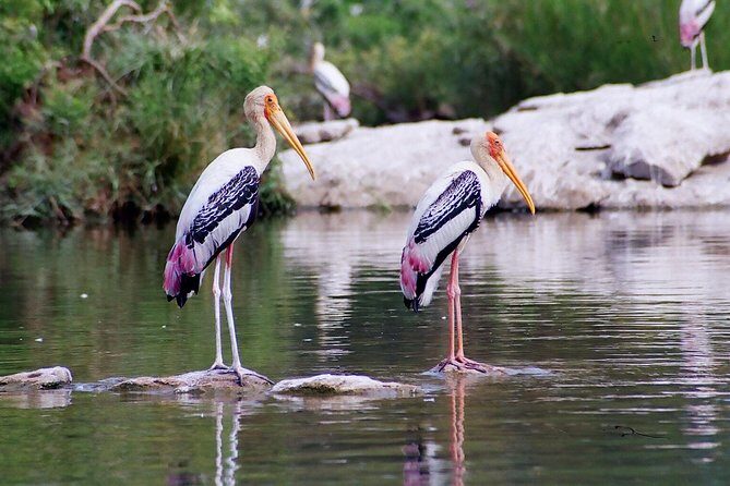 Guided Keoladeo Bird National Park Tour in Bharatpur from Jaipur - Back to Jaipur around 7pm: what a full day feels like