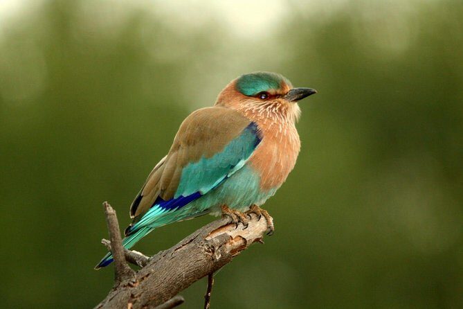 Guided Keoladeo Bird National Park Tour in Bharatpur from Jaipur - The 6am pickup and the 125-mile drive (how to make it painless)