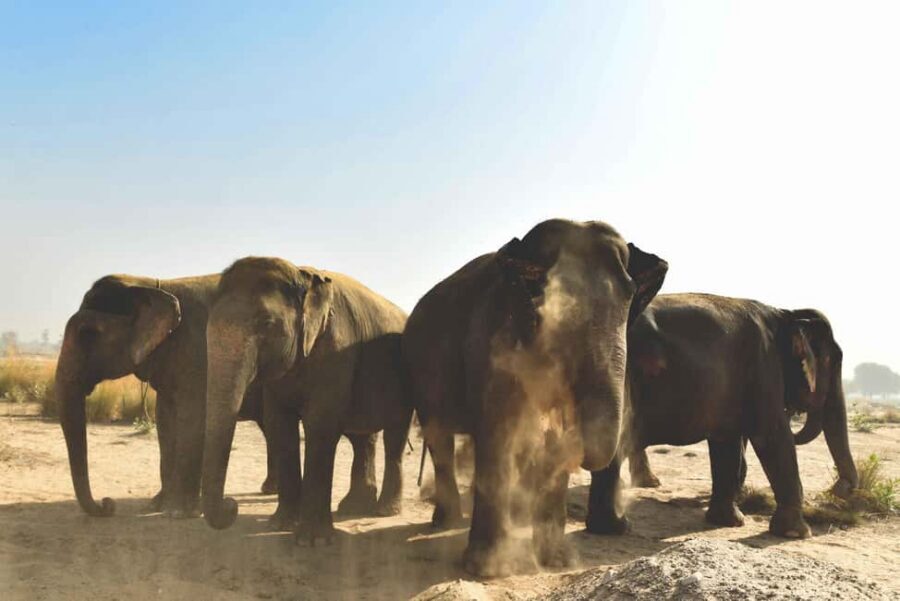 Jaipur: Elefantastic Elephant Sanctuary Tour - Getting to Elefantastic: pickup, travel time, and what a 3-hour sanctuary block really means