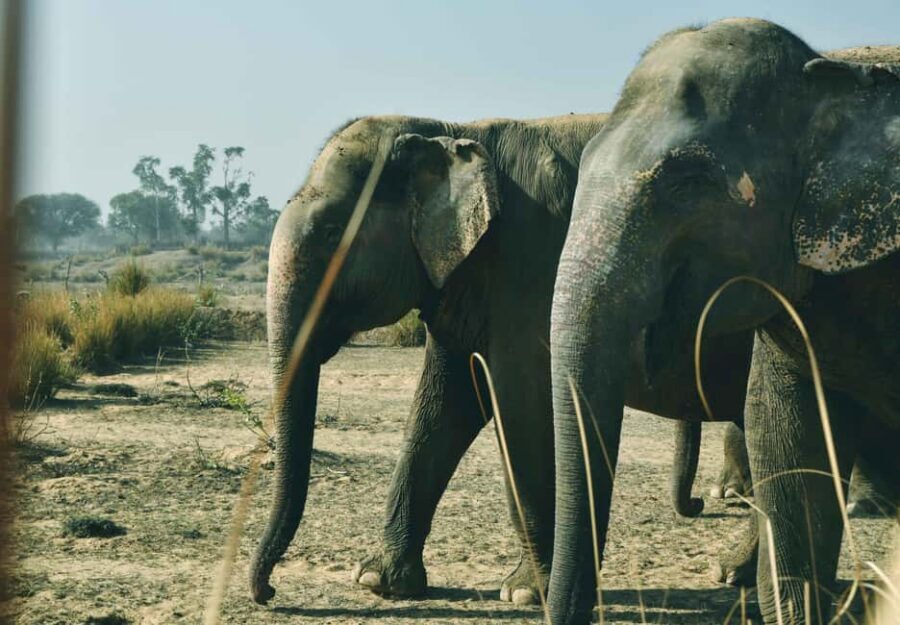 Jaipur: Elefantastic Elephant Sanctuary Tour - Price and value: is $71 worth an ethical elephant sanctuary day?