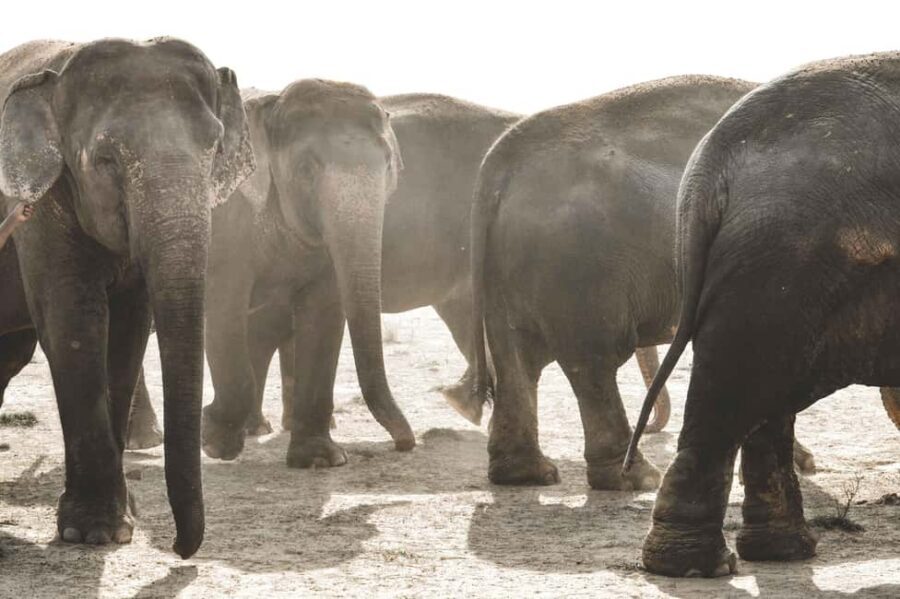 Jaipur: Elefantastic Elephant Sanctuary Tour - Inside the centre: elephant healthcare and behaviour education, not just contact time