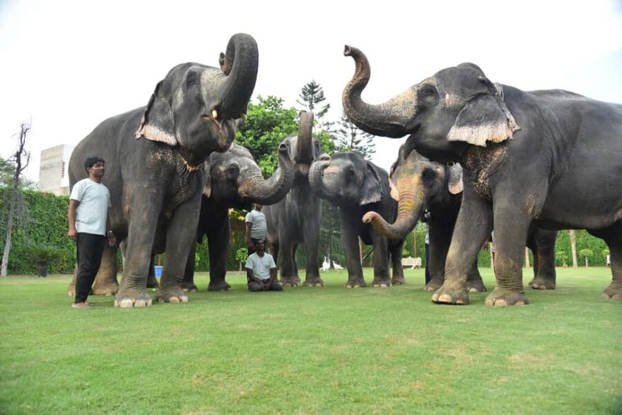 Jaipur Elephant Experience: Bond, Connect, and Learn - Key things that make Elejungle different