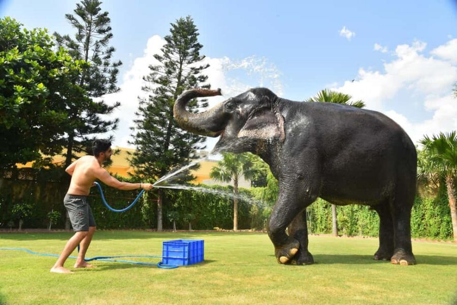 Jaipur Elephant Experience: Bond, Connect, and Learn - Amer pickup and getting to Elejungle without stress