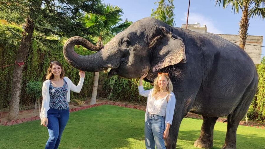 Jaipur Elephant Experience: Bond, Connect, and Learn - Guided walk and shelter visit with mahout families