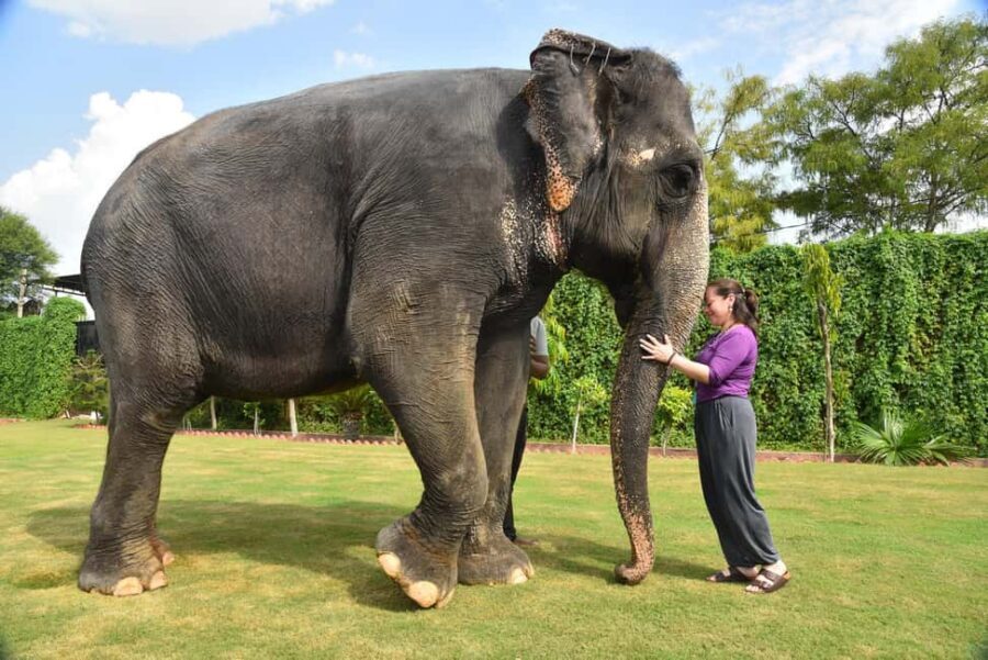 Jaipur Elephant Experience: Bond, Connect, and Learn - Elephant briefing and greeting: learning the basics before you feed