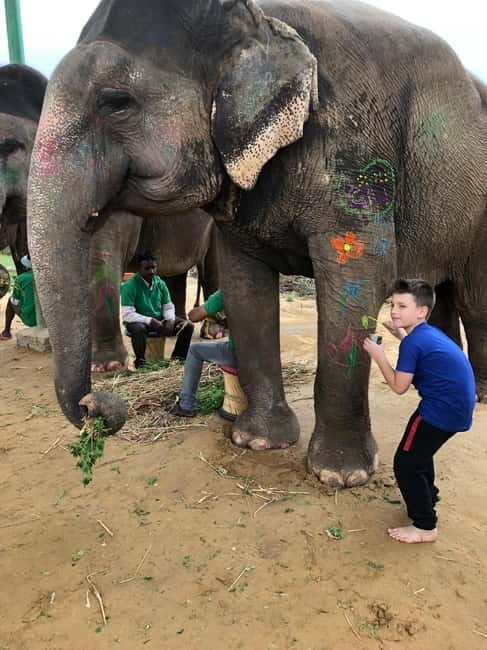 Jaipur: Elephant Interaction Tour - Elephant village time: walking, wildlife viewing, and calm rapport