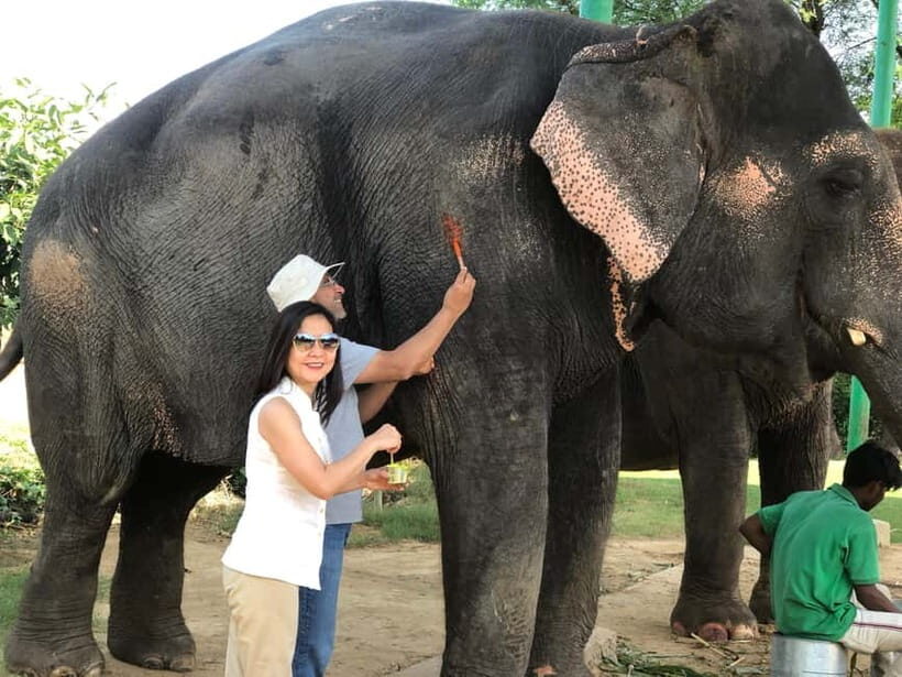 Jaipur: Elephant Interaction Tour - Walking with elephants in the village (no rides)