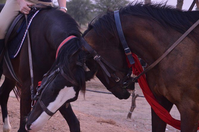 Jaipur Horse Riding Adventure - Marwari horses and Aravalli trails: what you’re really doing