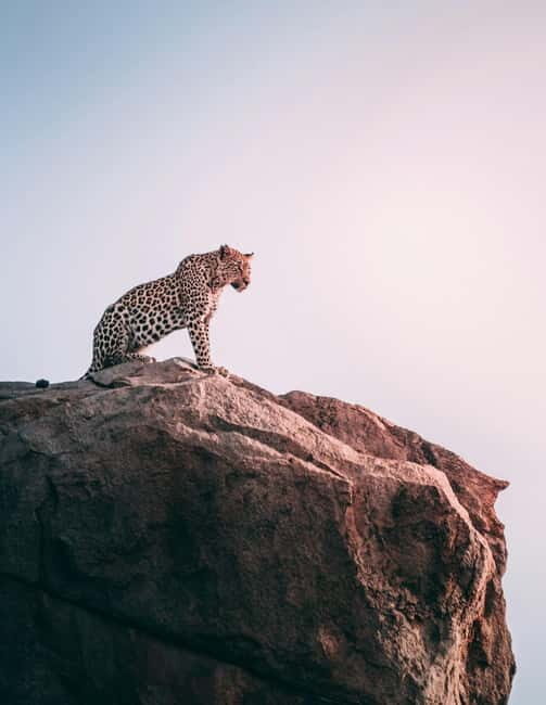 Jaipur: Jhalana Amagarh Leopard Reserve 4×4 Jeep Safari - Key things that make this safari worth your time