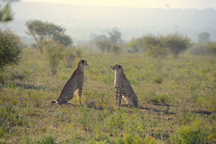 Jaipur: Jhalana Amagarh Leopard Reserve 4×4 Jeep Safari - Why Jaipur’s Jhalana-Amagarh reserve makes sense