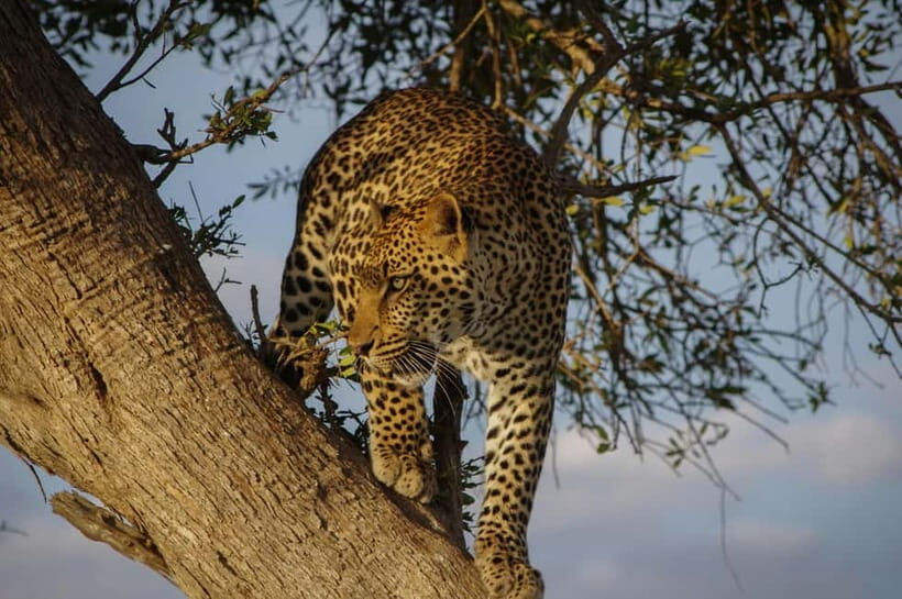 Jaipur: Jhalana Amagarh Leopard Reserve 4×4 Jeep Safari - The 4x4 jeep safari: what the ride feels like