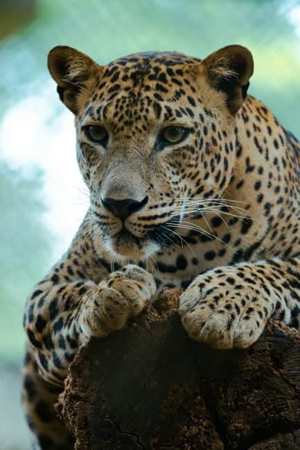 Jaipur: Jhalana Amagarh Leopard Safari Park Guided Tour - Jhalana Amagarh Is Why a Jaipur Safari Feels Different
