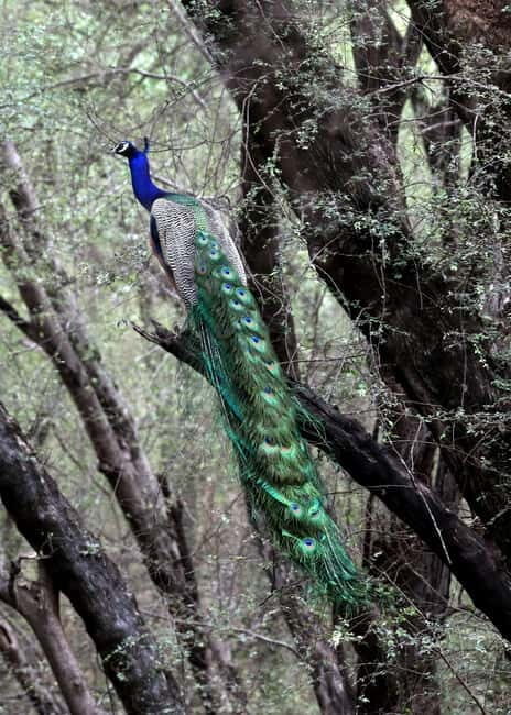 Jaipur: Jhalana Amagarh Leopard Safari Park Guided Tour - Where the Tour Starts: Amagarh Leopard Reserve and the Timing Reality