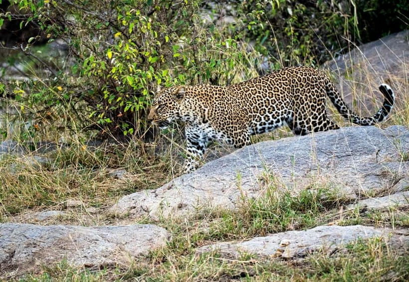 Jaipur: Jhalana Amagarh Leopard Safari Park Guided Tour - What You’ll Actually Look For Besides Leopards