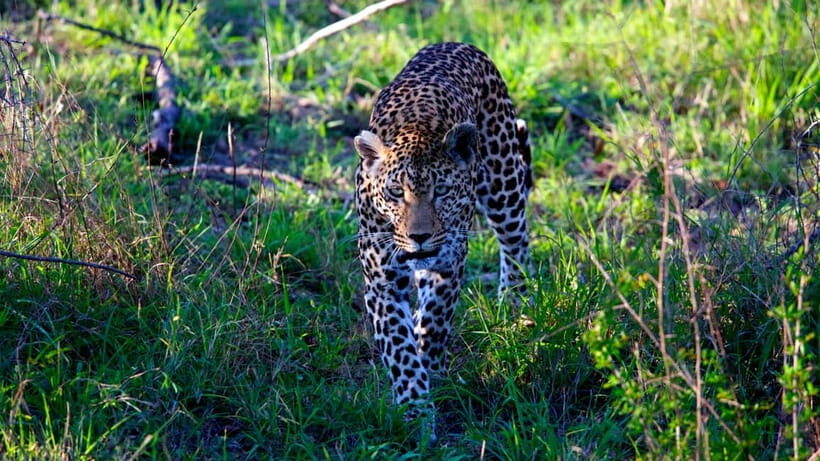 Jaipur: Jhalana Amagarh Leopard Safari Park Guided Tour - 23 Square Kilometers: Why This Size Matters for Leopards