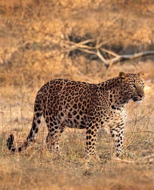 Jaipur: Jhalana/Amagarh leopard safari private tour - Key things to know before you go