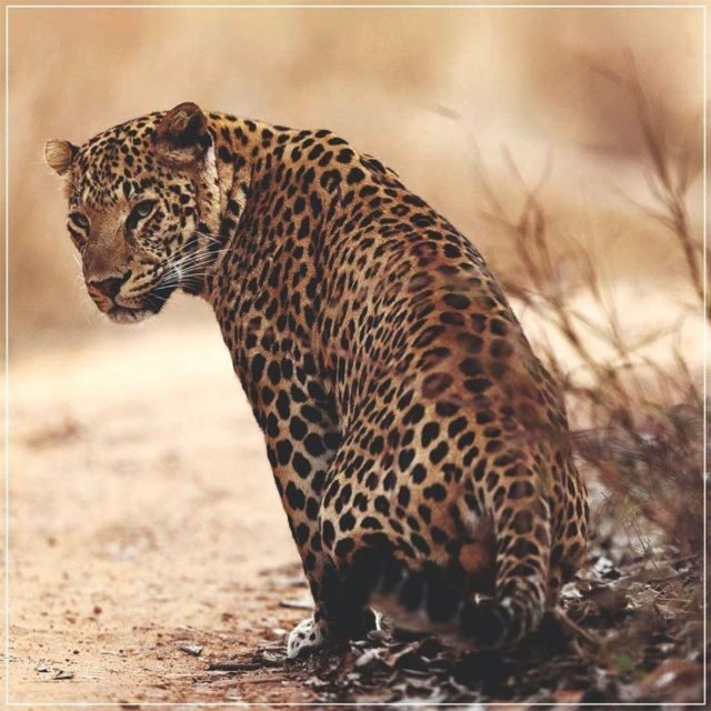 Jaipur: Jhalana/Amagarh leopard safari private tour - Jhalana and Amagarh: Why this safari feels close to the city, but not tame