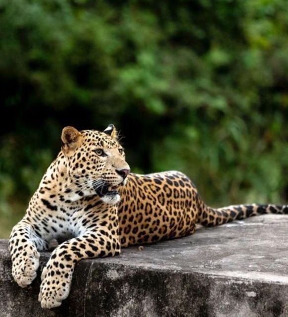 Jaipur: Jhalana/Amagarh leopard safari private tour - Door-to-door pickup in an air-conditioned car: the practical win