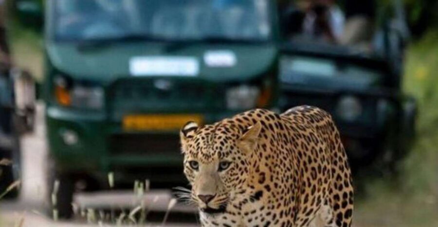 Jaipur: Jhalana/Amagarh leopard safari private tour - Your best shot at seeing wildlife (without pretending it’s controllable)