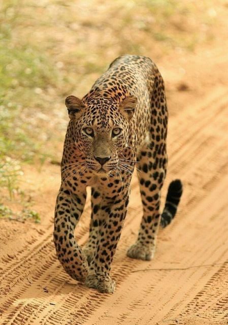 Jaipur: Jhalana/Amagarh leopard safari private tour - The booking details that affect your day: ID and reservation timing