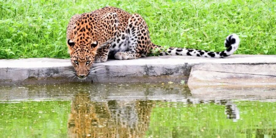 Jaipur: Jhalana/Amargarh Leopard Safari Private Tour - Jhalana + Amargarh: two reserves, one leopard mission
