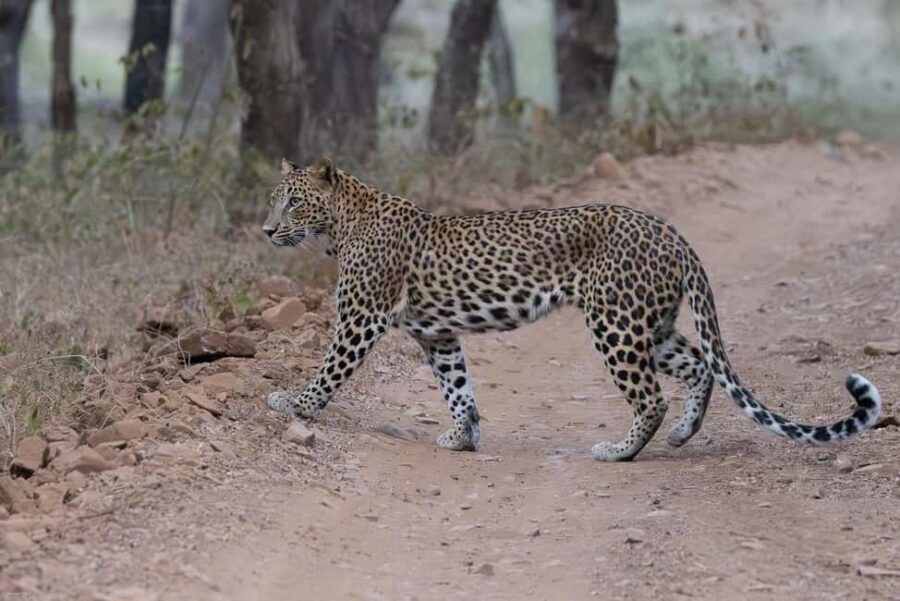 Jaipur: Jhalana/Amargarh Leopard Safari Private Tour - The drive: private comfort, less stress, more safari time
