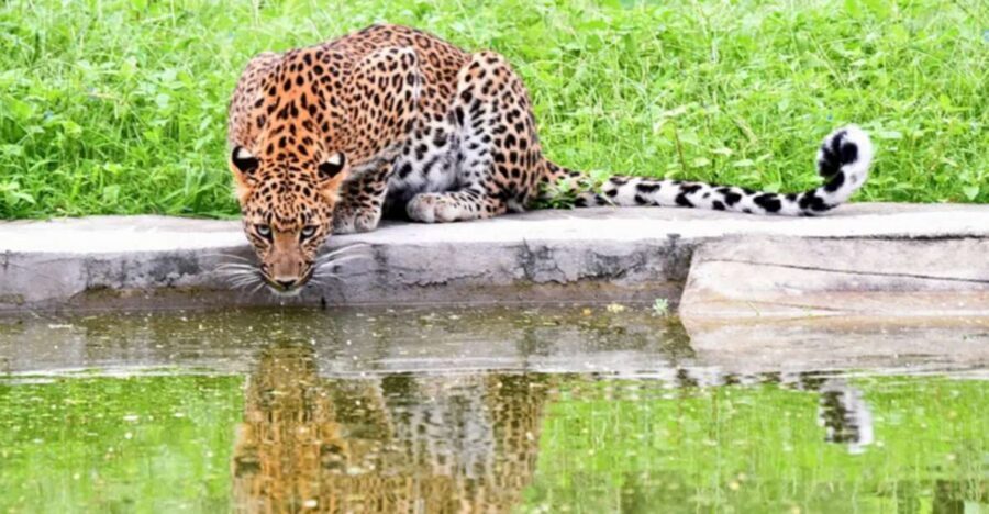 Jaipur: Jhalana/Amargarh Leopard Safari Private Tour - The viewpoint stop and Amargarh Leopard Reserve add a second chance