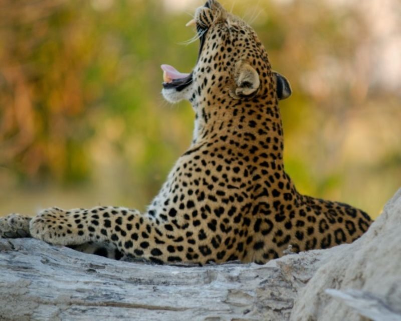 Jaipur: Jhalana/Amargarh Leopard Safari Private Tour - Timing: why afternoon often feels better than morning