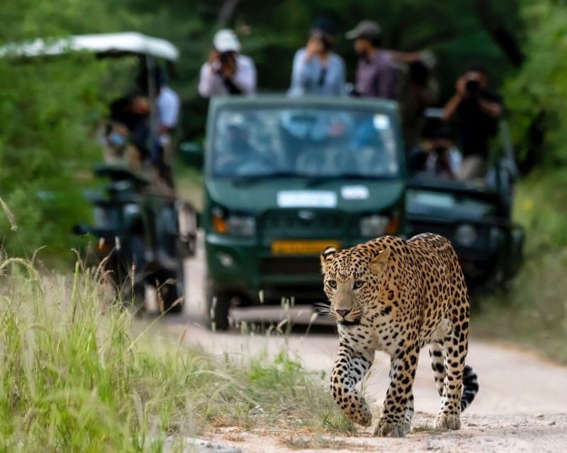 Jaipur: Jhalana/Amargarh Leopard Safari Private Tour - Who should book this private Jaipur leopard safari?
