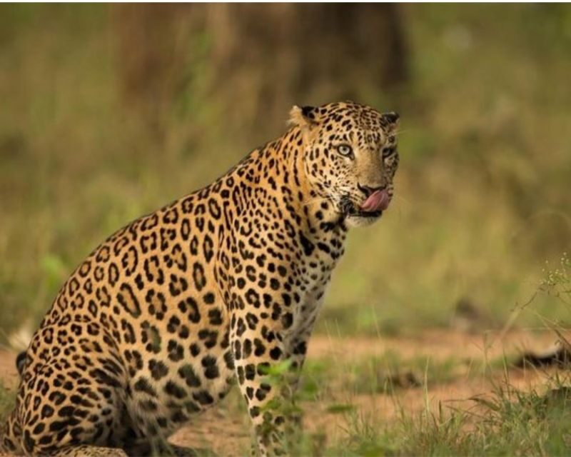 Jaipur: Jhalana/Amargarh Leopard Safari Private Tour - Should you book the Jaipur Jhalana/Amargarh Leopard Safari?