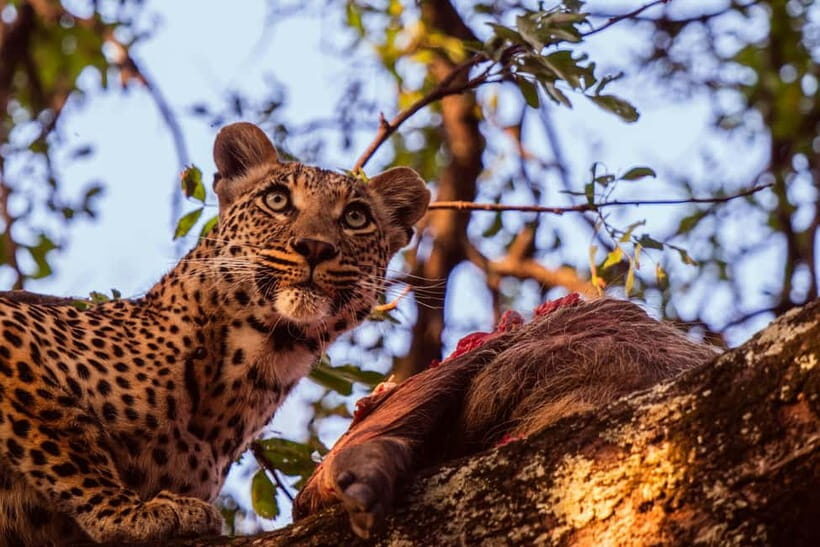 Jaipur: Jhalana leopard safari private tour - Key things I’d watch for before you go