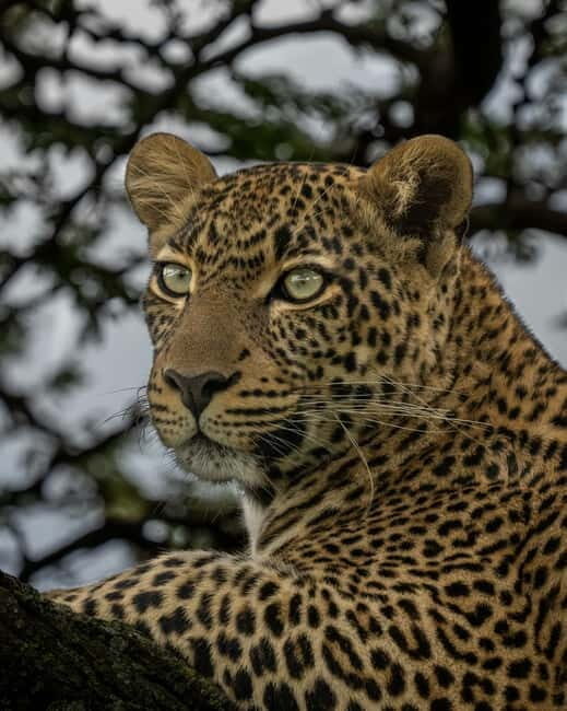 Jaipur: Jhalana leopard safari private tour - Jhalana Safari Park near Jaipur: why this leopard safari feels different