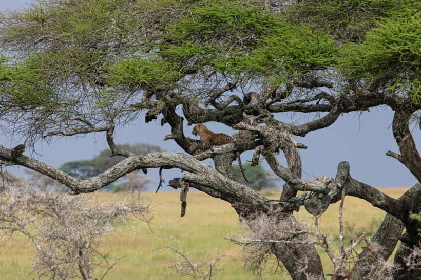 Jaipur: Jhalana leopard safari private tour - How leopard spotting really works in a wild park (and why waiting happens)