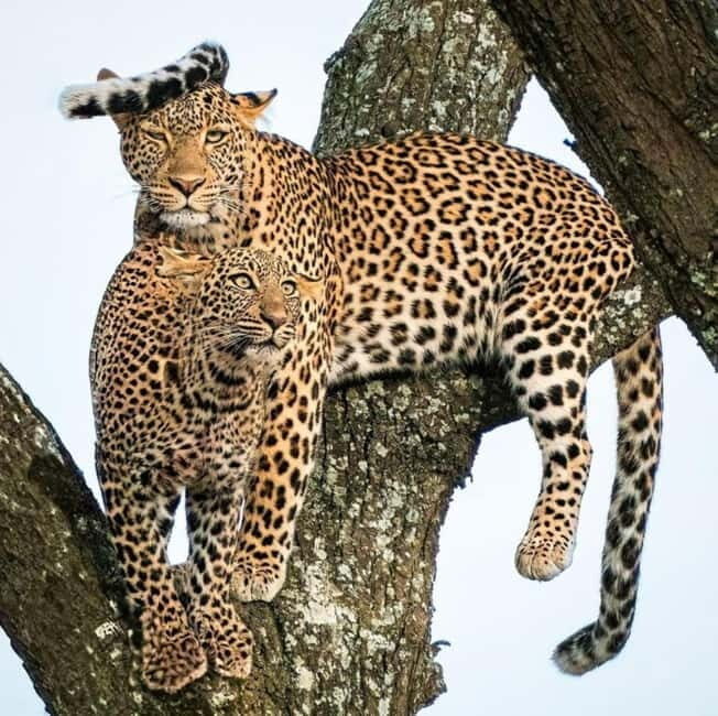 Jaipur: Jhalana leopard safari private tour - What else you might see: panthers, spotted deer, and native plants
