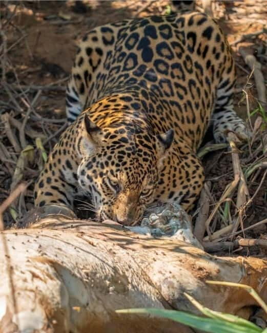 Jaipur: Jhalana leopard safari private tour - The flow of a 4-hour plan: pickup, safari window, and return to Jaipur