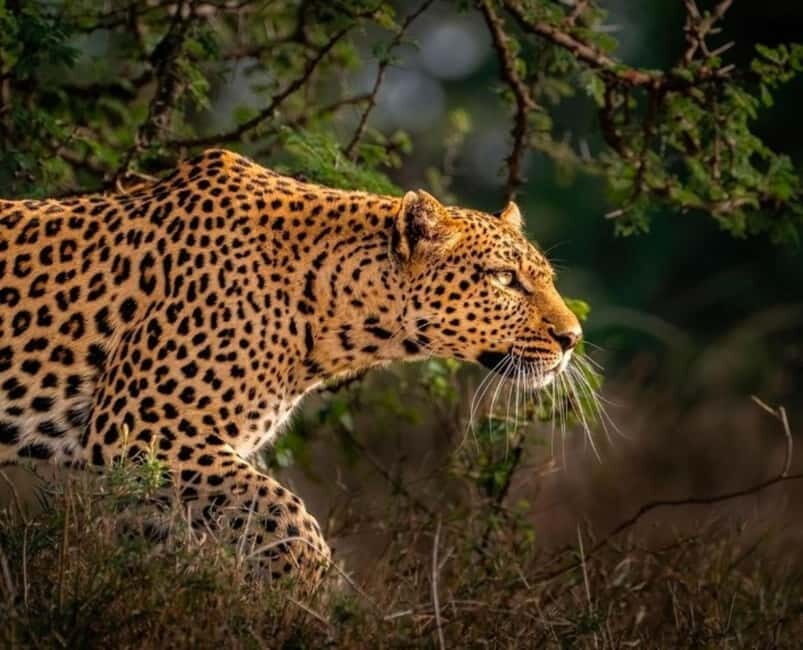 Jaipur: Jhalana leopard safari private tour - Who should book this safari, and who should skip it
