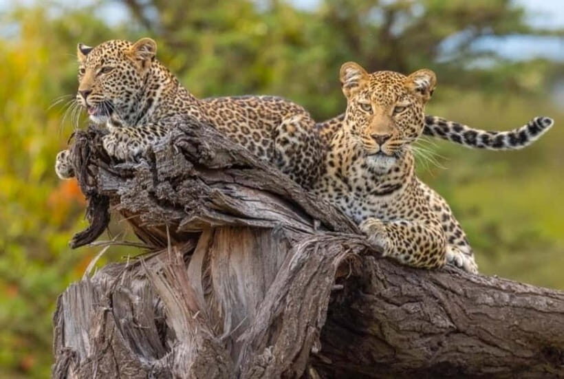 Jaipur: Jhalana leopard safari private tour - Practical tips to get the best day from Jhalana