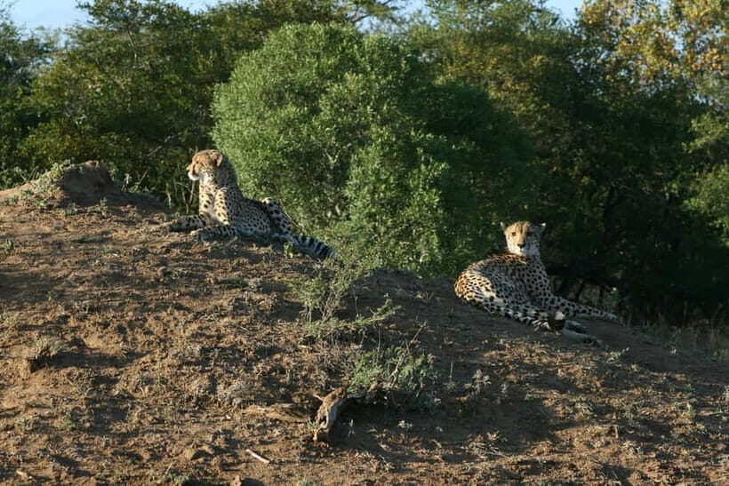 Jaipur: Jhalana leopard safari private tour - Booking sanity checks: private transport, English guide, and the “true private” question