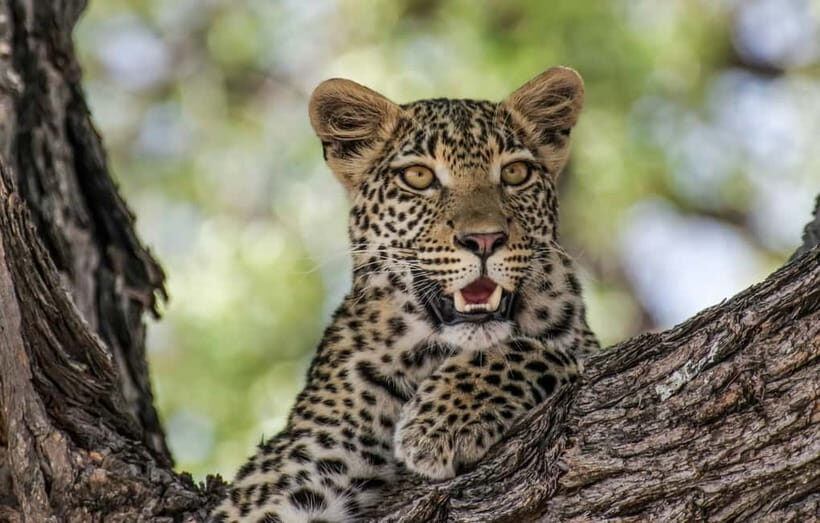 Jaipur: Jhalana leopard safari private tour - The air-conditioned transfer and rugged 4x4 jeep: your comfort vs the terrain