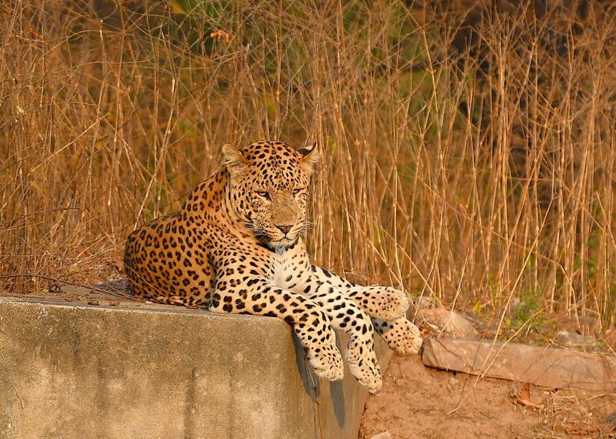 Jaipur: Jhalana Leopard Safari Tour - World Of Wilders Meeting Point and What to Do First