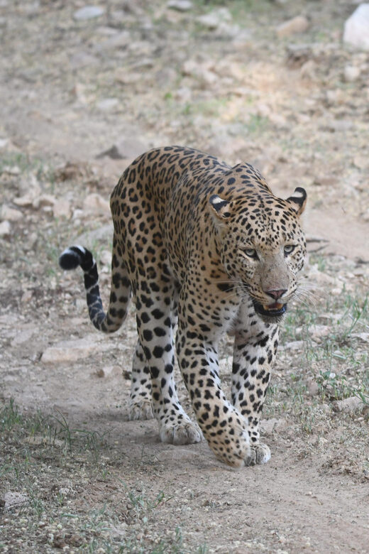Jaipur: Jhalana Leopard Safari Tour - Who This Safari Fits Best (and Who Should Skip It)