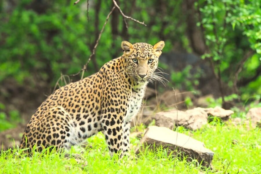 Jaipur: Jhalana Leopard Safari Tour - Price and Logistics: Is $45 Fair for a 2.5-Hour Leopard Shot?